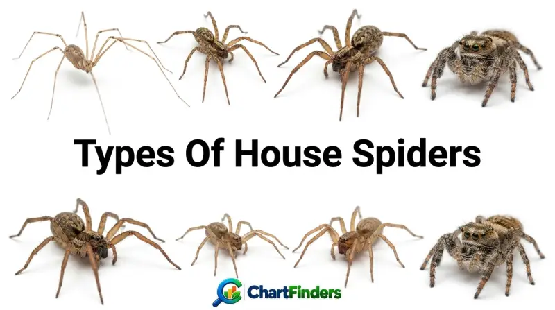 Types Of House Spiders