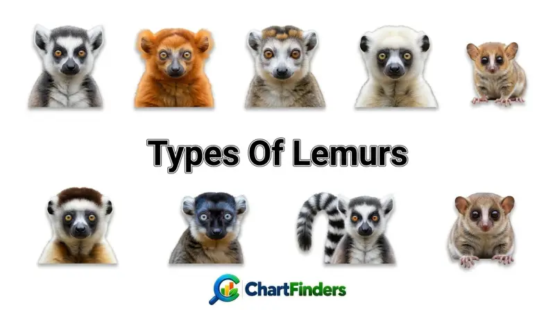 Types Of Lemurs