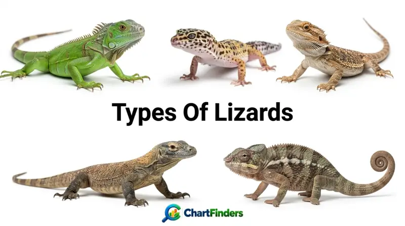 Types Of Lizards