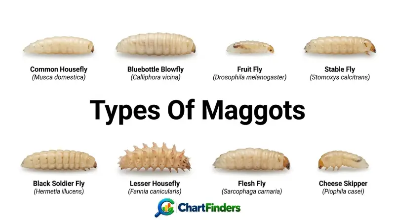 Types Of Maggots