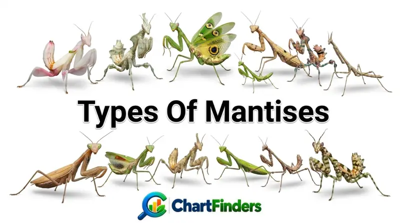 Types Of Mantises