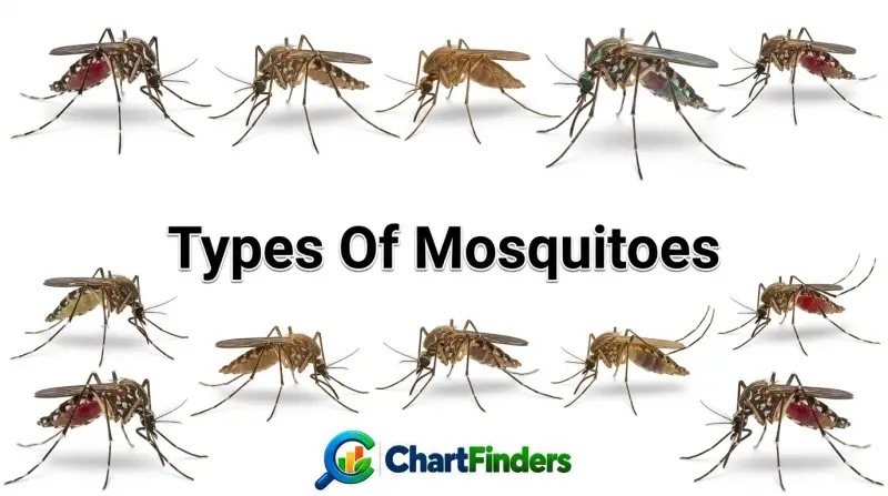 Types Of Mosquitoes