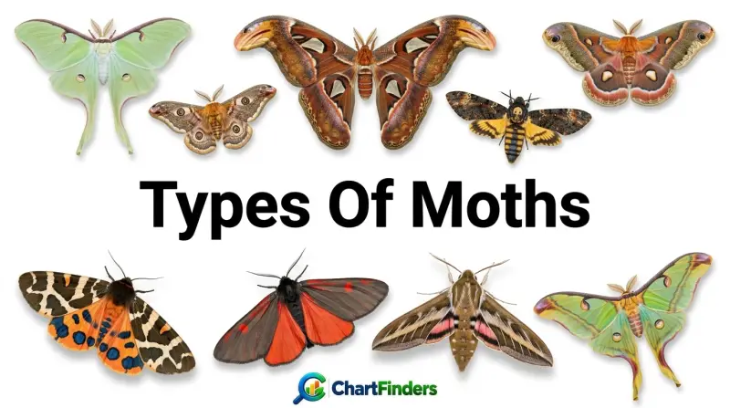 Types Of Moths