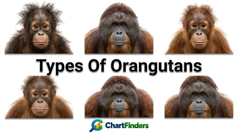 Types Of Orangutans