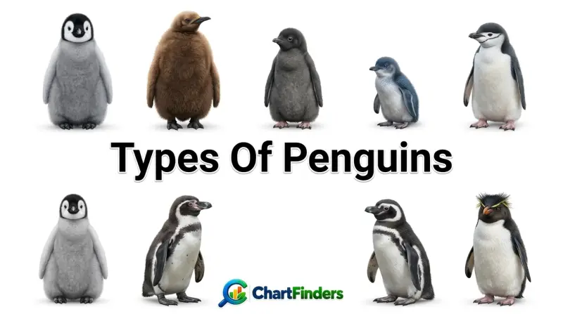 Types Of Penguins
