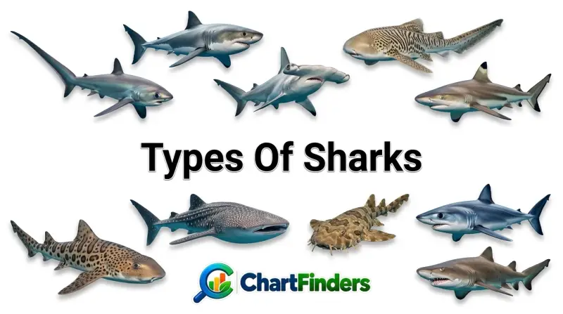 Types Of Sharks