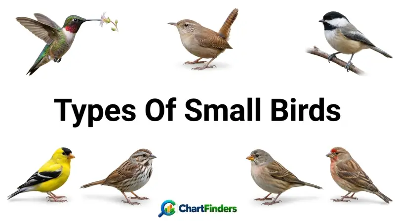 Types Of Small Birds