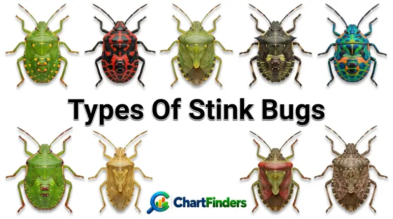 Types Of Stink Bugs