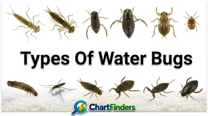 Types Of Water Bugs