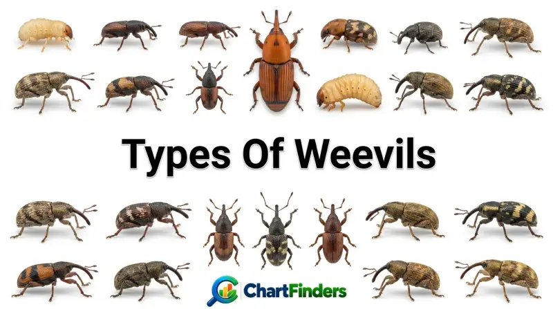 Types Of Weevils