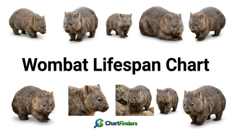 Wombat Lifespan Chart