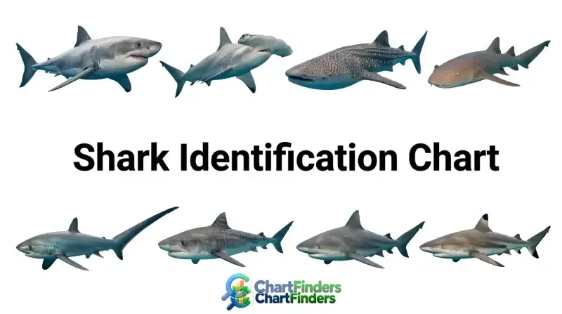 Comprehensive Graph Shark Identification Chart: Field Comparison Matrix