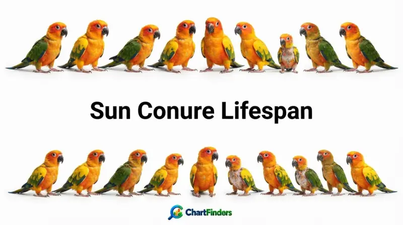 Sun Conure Lifespan