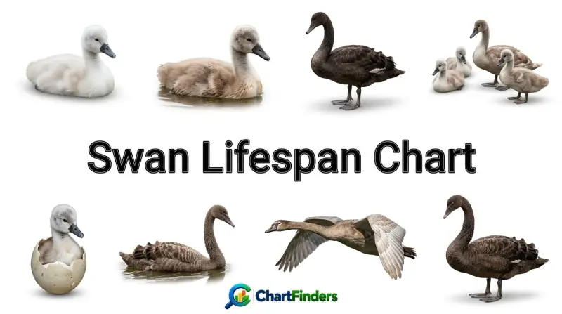 Swan Lifespan Chart
