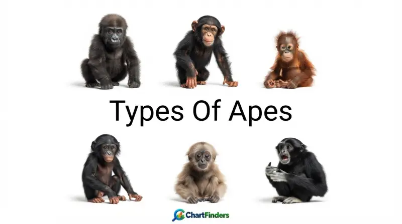 Types Of Apes