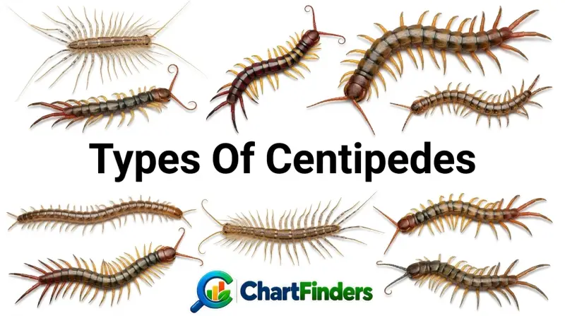 Types Of Centipedes