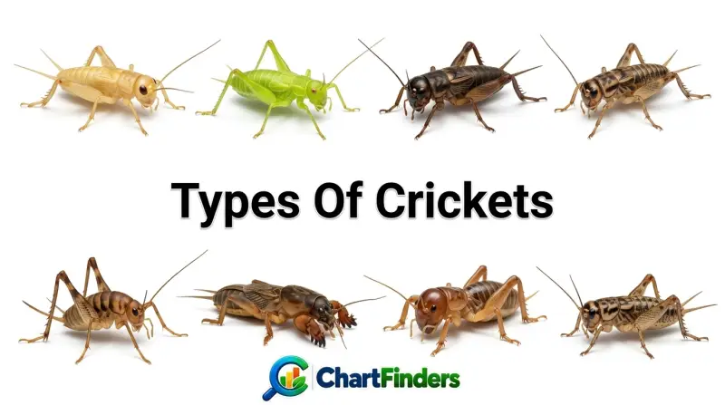 Types Of Crickets