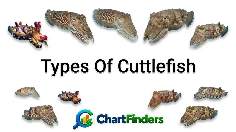 Types Of Cuttlefish