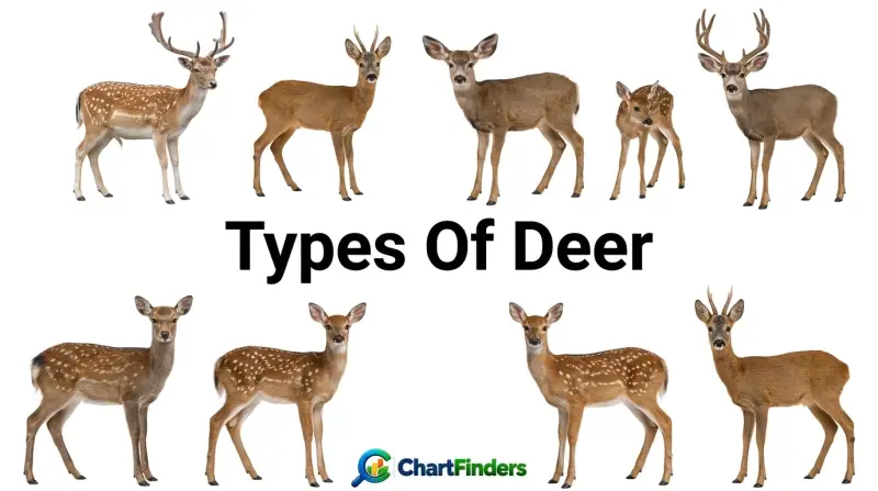 Types Of Deer