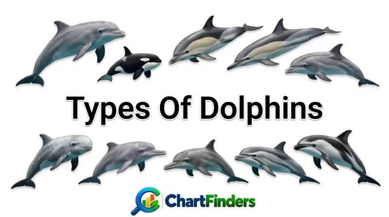 Types Of Dolphins