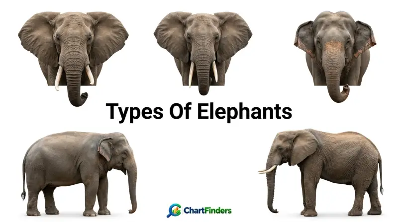 Types Of Elephants