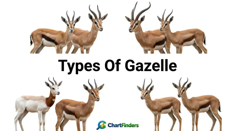 Types Of Gazelle