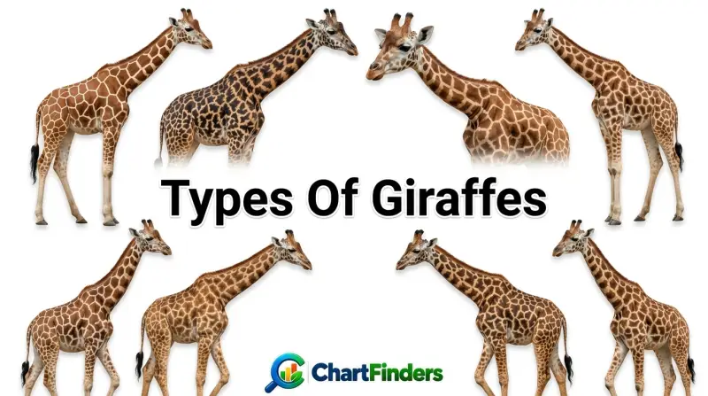 Types Of Giraffes
