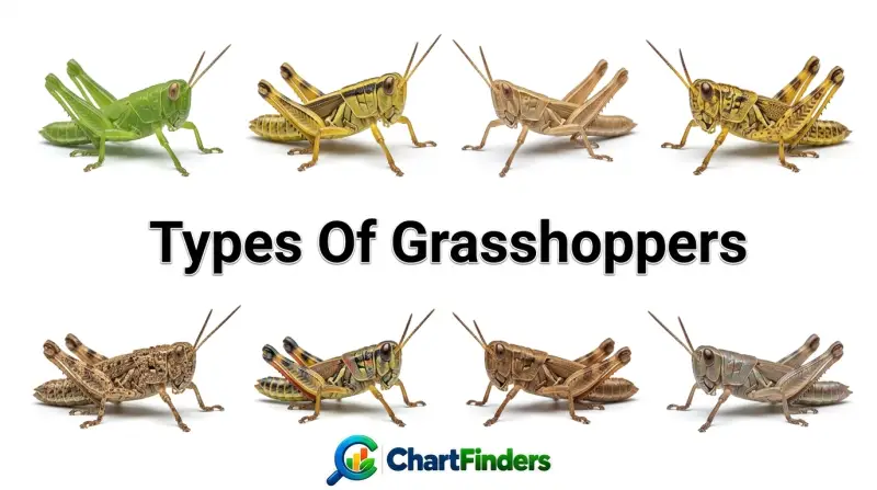 Types Of Grasshoppers