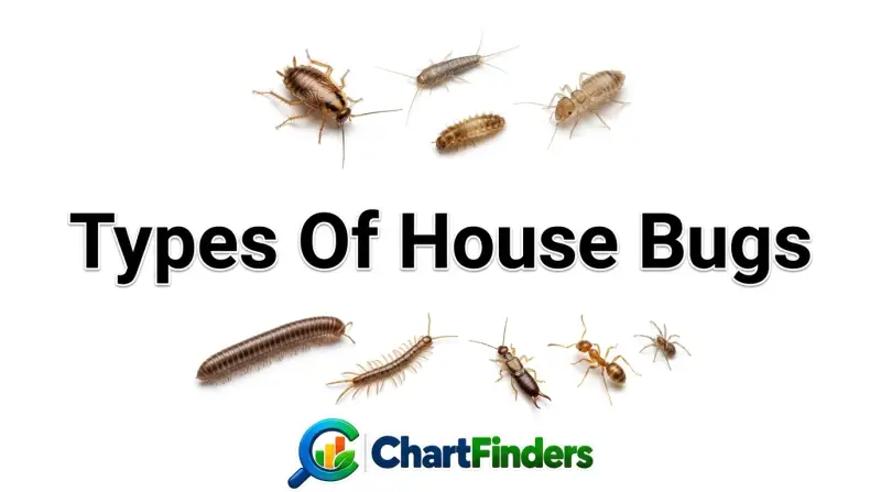 Types Of House Bugs