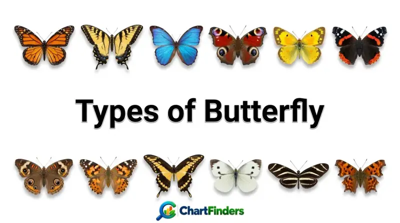 Types of Butterfly