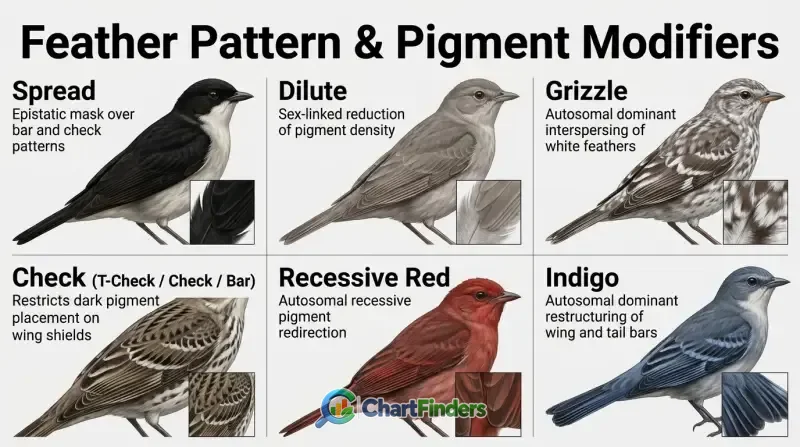 Pigeon Color Chart