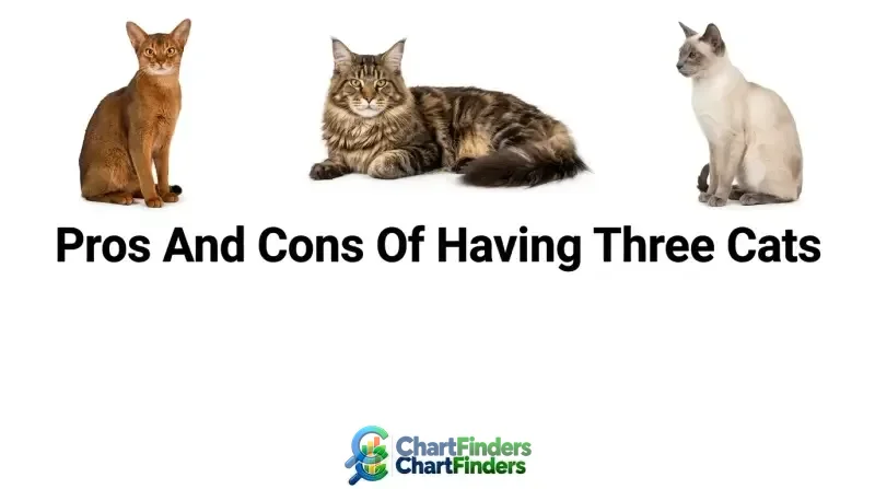 Pros And Cons Of Having Three Cats