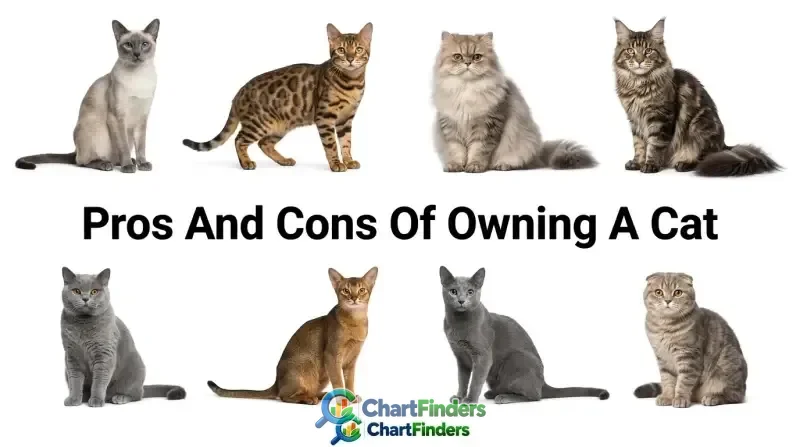 Pros And Cons Of Owning A Cat