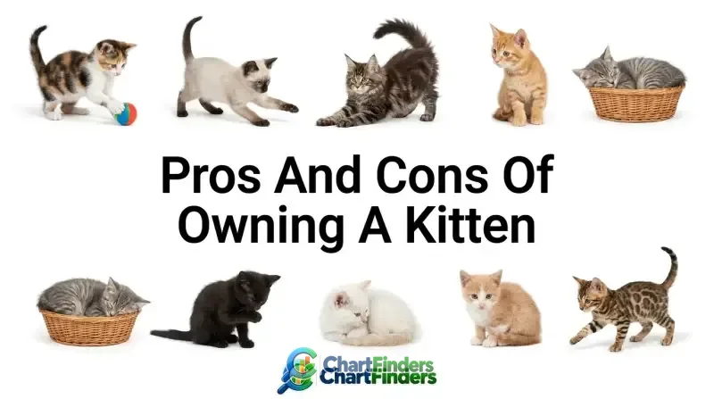 Pros And Cons Of Owning A Kitten