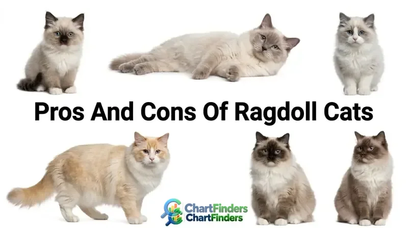 Pros And Cons Of Ragdoll Cats